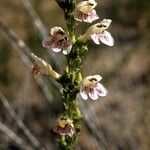Penstemon virgatus Habit