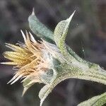 Centaurea melitensis Flower