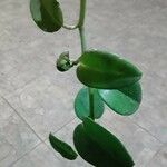 Peperomia scandens Leaf