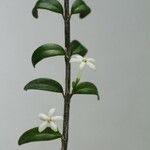 Cyclophyllum pindaiense Elinympäristö