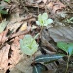 Chimaphila maculata 花