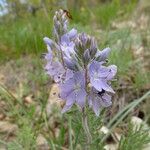 Veronica orsiniana Fiore