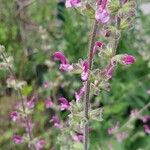 Salvia hierosolymitana 花