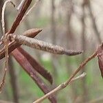 Indigofera tinctoria 果實