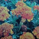 Tagetes erecta Blomst