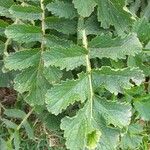 Brassica tournefortii Leaf