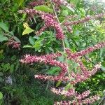 Chamissoa altissima പുഷ്പം