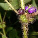 Miconia crenulata Frukt