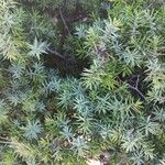 Juniperus oxycedrusList