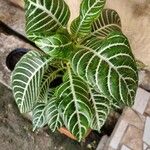 Aphelandra squarrosa 葉