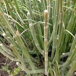 Ceropegia dichotoma Leaf