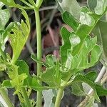 Cussonia paniculata Hoja