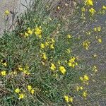 Diplotaxis tenuifolia 整株植物