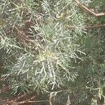 Artemisia alba Likasa