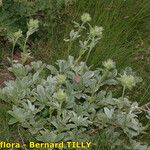 Potentilla valderia Libunga