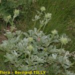 Potentilla valderia Habit