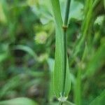 Phalaris minor Leaf