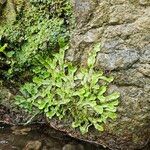 Hymenophyllum neocaledonicum List