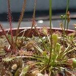 Drosera intermedia Lapas