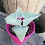 Kalanchoe beharensis पत्ता