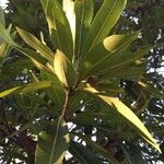 Breonadia salicina Leaf