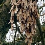 Fraxinus excelsior Fruit