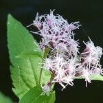 Eupatorium cannabinumKwiat