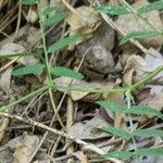 Vicia americana Feuille