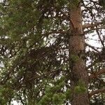 Pinus banksiana অভ্যাস