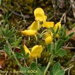 Cytisus ardoinoi Habit