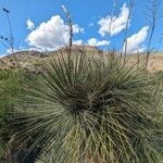 Yucca elata Blad