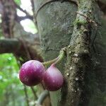 Schlegelia nicaraguensis Fruit