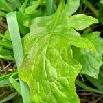 Youngia japonica Leaf