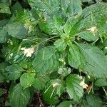 Impatiens parviflora Blatt