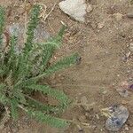 Oxytropis microphylla