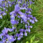 Iris sibirica Квітка
