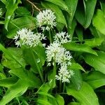 Allium ursinumFlower