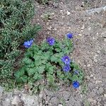 Anemone blanda Blomst