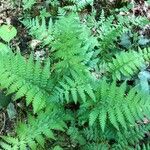 Dryopteris expansa Leaf