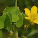 Oxalis dillenii Leaf