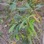 Acacia confluens Blatt