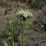 Chaenactis xantiana Flower