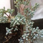 Lampranthus deltoides Leaf