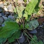 Plantago majorFolha