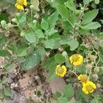 Encelia canescens Övriga