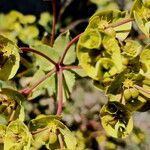 Euphorbia terracina Flower