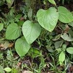 Odontocarya truncata Hábito