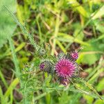 Cirsium palustreFleur