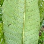 Warszewiczia coccinea Leaf