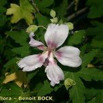 Lavatera acerifolia Kvet